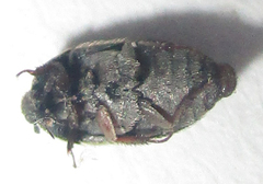 Attagenus kaniai