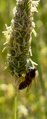 iNaturalist observation photo of Western Honey Bee