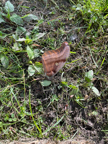 Polyphemus Moth