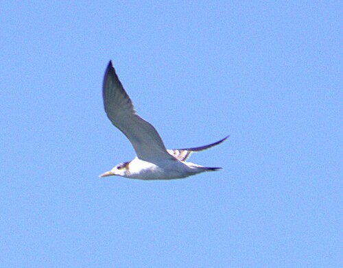iNaturalist image
