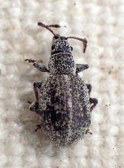 Thricolepis inornata