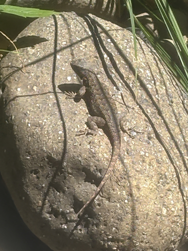 iNaturalist observation photo of Western Fence Lizard