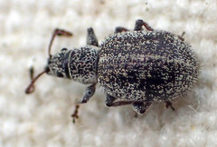 Thricolepis inornata