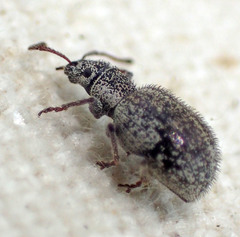 Thricolepis inornata