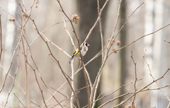 Carduelis carduelis