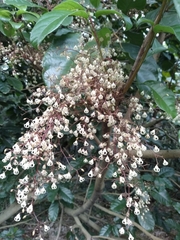 Sterculia monosperma
