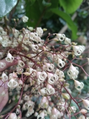 Sterculia monosperma
