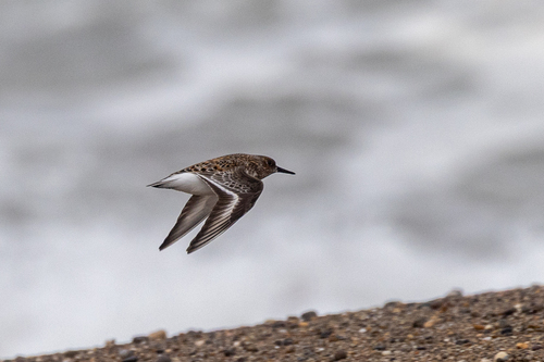 iNaturalist image