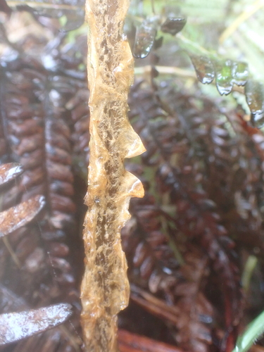 Sadleria pallida observed 2026-06-04