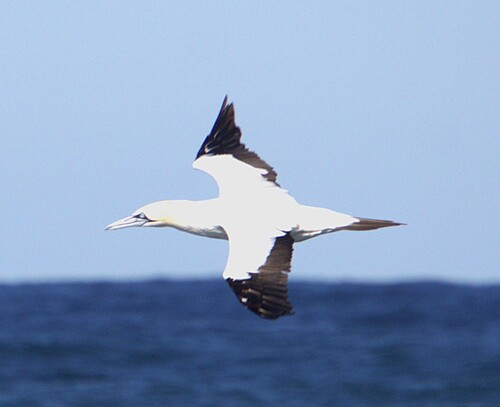 Cape Gannet