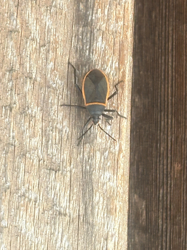 iNaturalist observation photo of California Bordered Plant Bug