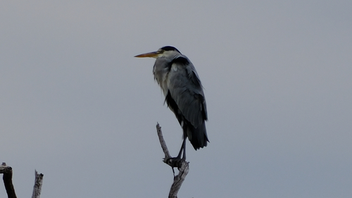 iNaturalist image