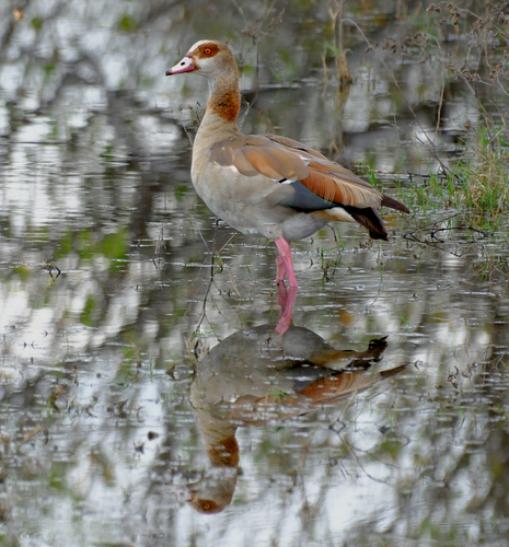 iNaturalist image