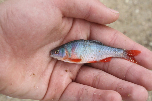 Common dace (Leuciscus leuciscus) — Cyprinidae — 2