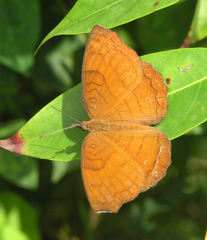 Ariadne specularia arca