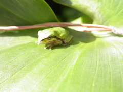 Hyla sarda