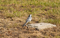 Motacilla alba