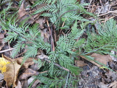 Asplenium appendiculatum appendiculatum