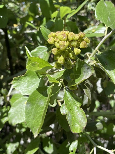 Ceanothus incanus, photograph 5