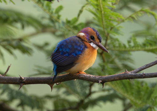 African Pygmy Kingfisher