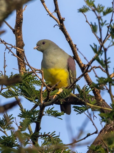 Bruce's Green-Pigeon