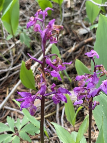 Early Purple Orchid