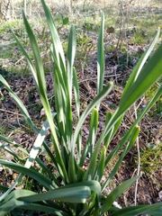 Leucojum aestivum