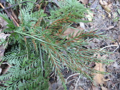 Asplenium appendiculatum appendiculatum