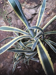 Agave americana