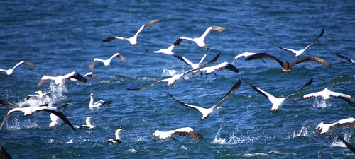iNaturalist image