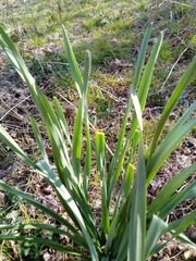 Leucojum aestivum