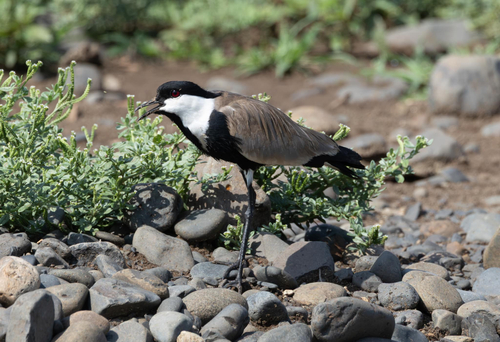 Spur-winged Lapwing