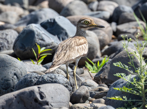 Senegal Thick-knee