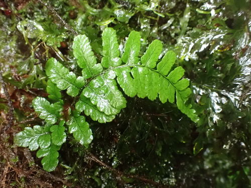 Dryopteris crinalis observed 2026-06-04