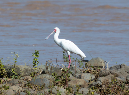 iNaturalist image