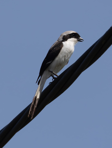 Grey-backed Fiscal