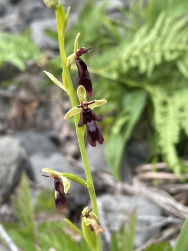 Fly Orchid