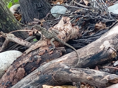 Brown Basilisk (Basiliscus vittatus)