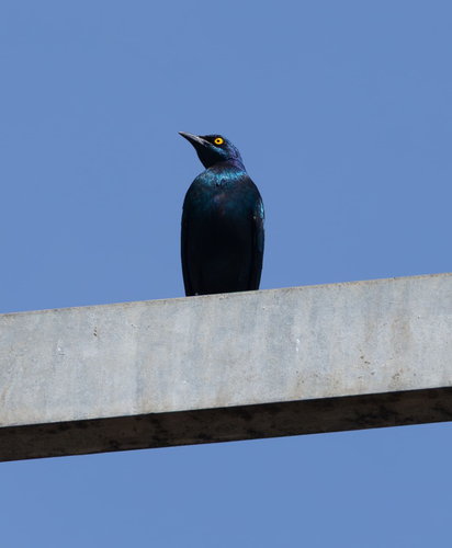 Greater Blue-eared Starling