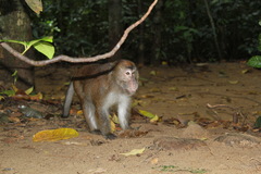 Macaca fascicularis philippensis
