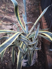 Agave americana