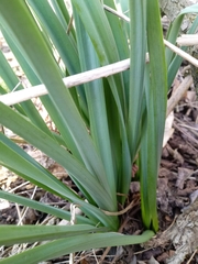 Leucojum aestivum