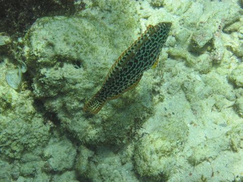 Blackspotted Wrasse