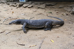 Varanus palawanensis