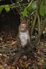 Macaca fascicularis philippensis