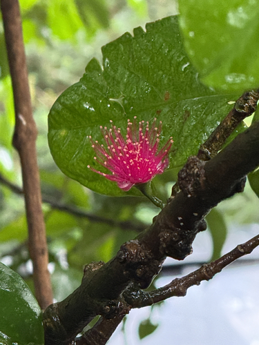 Syzygium malaccense observed 2026-06-06