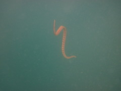 Acrochordus granulatus