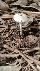 Amanita marmorata