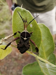 Petascelis remipes