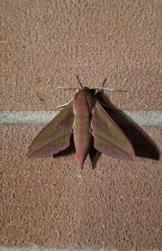 Elephant Hawkmoth
